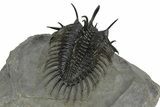 Spiny Comura Trilobite - Great Preparation #245929-4